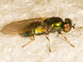 Microchrysa polita